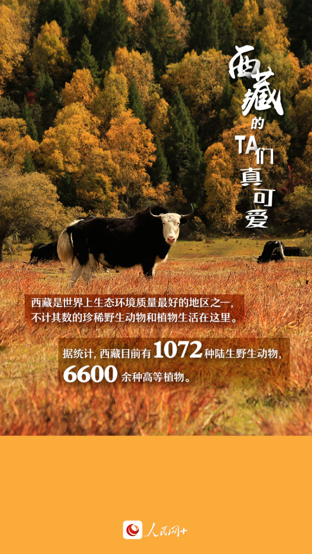 近距離觀察西藏“萌物”，走起！